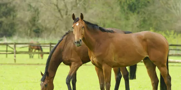Mestboekhouding Ar Bedrijfsontwikkeling