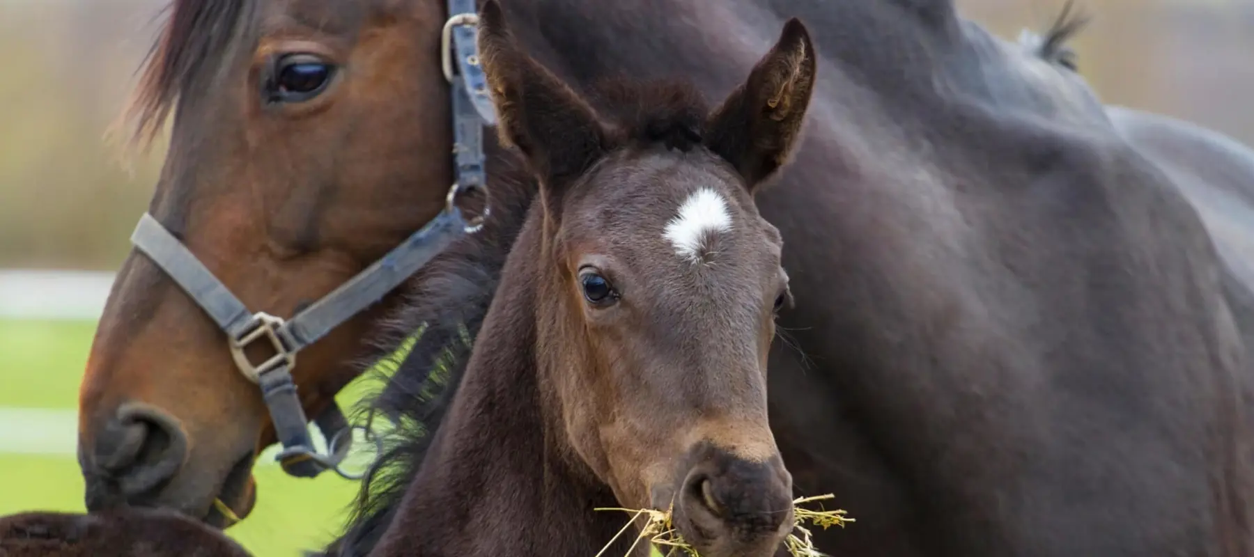 Veulen Met Merrie Op Achtergrond